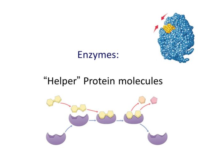 Protein là enzyme xúc tác cho các phản ứng sinh hóa